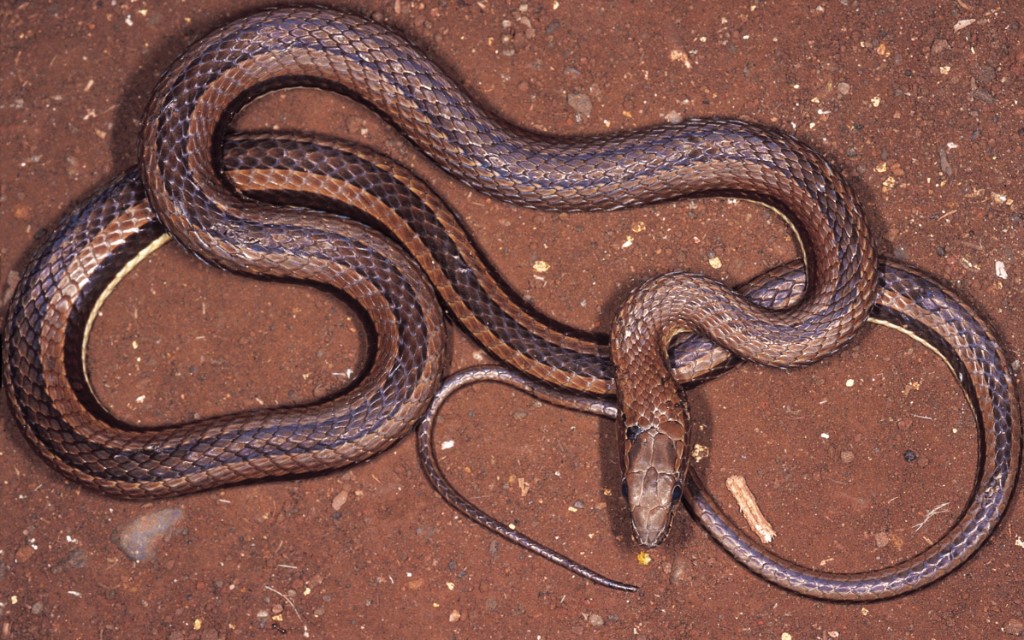 Condanarus Sand Snake